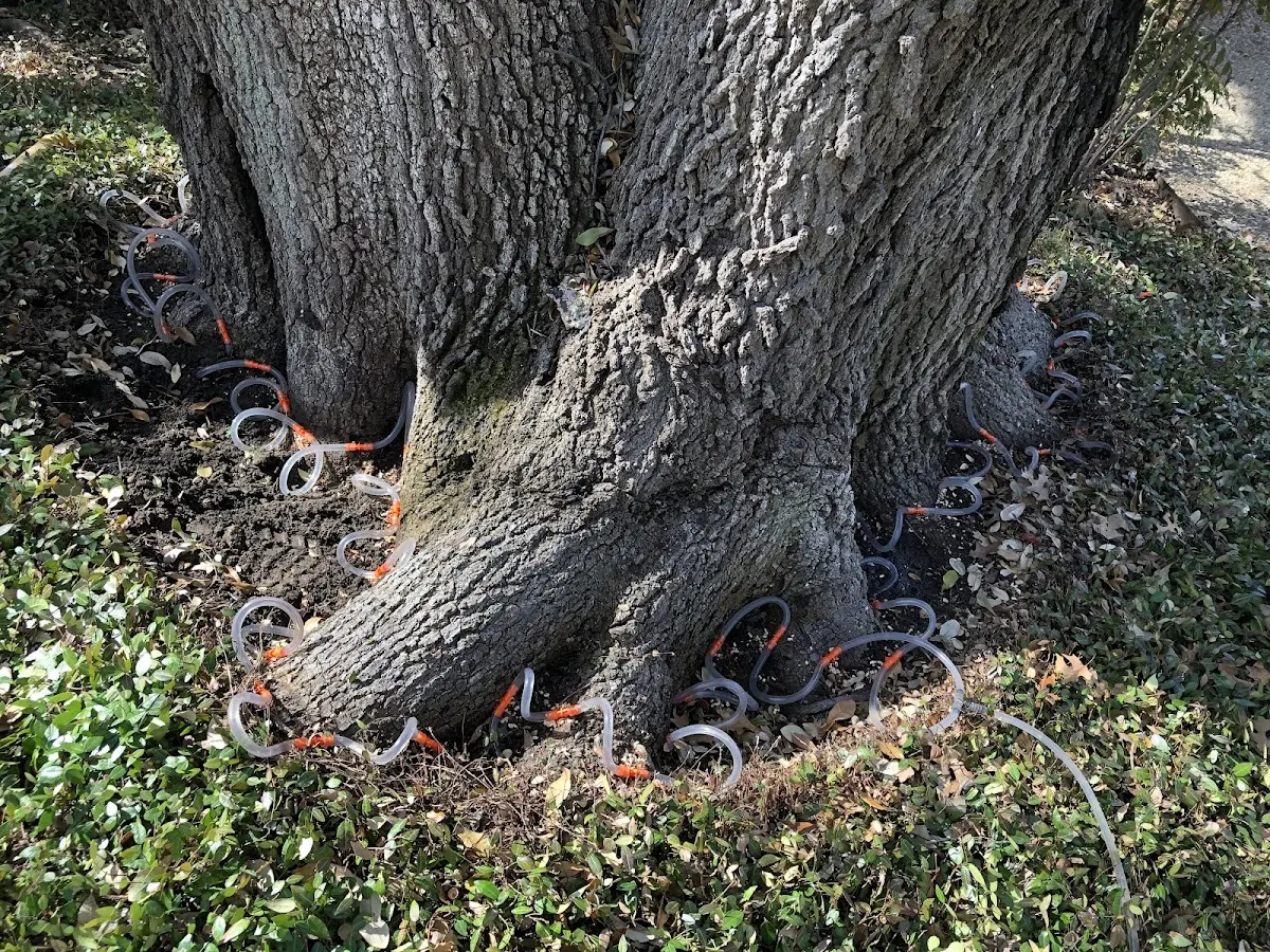 Detailed Tree Cabling and Bracing job site in Hopedale